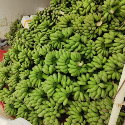 kc正宗广西小米蕉香蕉10斤新鲜水果整箱当季鲜苹果蕉自然熟粉蕉包图2