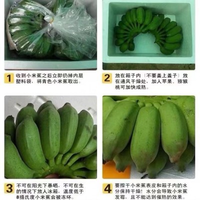 kc正宗广西小米蕉香蕉10斤新鲜水果整箱当季鲜苹果蕉自然熟粉蕉包图3
