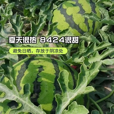 kc六吨 正宗8424西瓜 一藤一瓜 5年养地 新鲜当季夏季水果图5