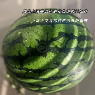 kc六吨 正宗8424西瓜 一藤一瓜 5年养地 新鲜当季夏季水果图3