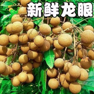 kc广东石峡龙眼新鲜3斤应季水果孕妇脆甜多汁热带水果肉厚核小图2
