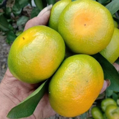 严选新鲜现摘酸口青皮橘子蜜桔子应季当季孕妇水果9斤青绿 皮蜜橘图3