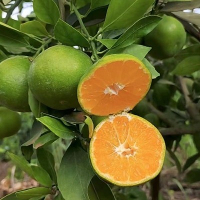 严选新鲜现摘酸口青皮橘子蜜桔子应季当季孕妇水果9斤青绿 皮蜜橘图4