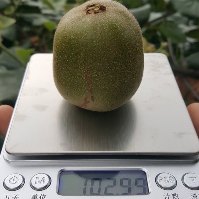 红心猕猴桃四川蒲江红心弥迷新鲜应季孕妇水果奇异果整箱批发代发图2