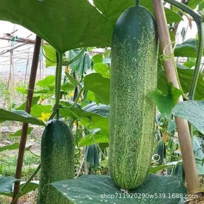 本地黄瓜种子水果旱黄瓜脆甜早熟春秋季农家田园阳台盆栽蔬菜种孑图2