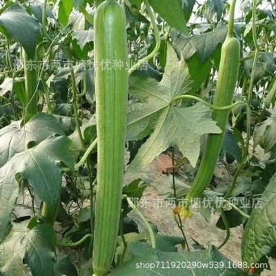 长丝瓜种籽子春季庭院菜种籽清香四季蔬菜种孑大全香嫩长丝瓜种子图2