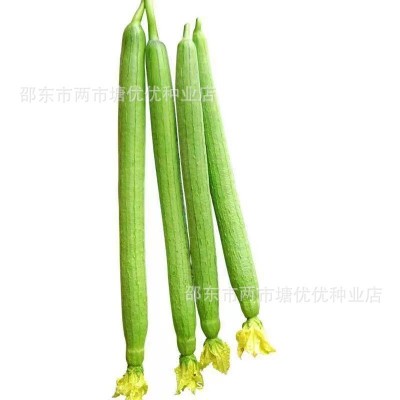 长丝瓜种籽子春季庭院菜种籽清香四季蔬菜种孑大全香嫩长丝瓜种子图5