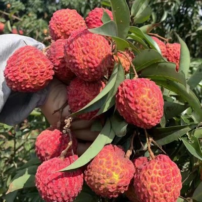 海南永兴火山石荔枝王和鸡蛋一样大的荔枝顺丰空运包邮图4