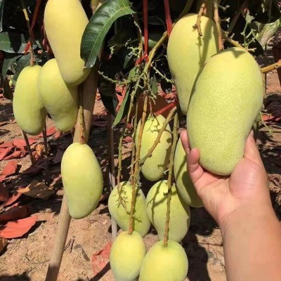 海南金煌芒果水仙芒大青芒新鲜应季水果整箱包邮甜心芒带箱10装图3