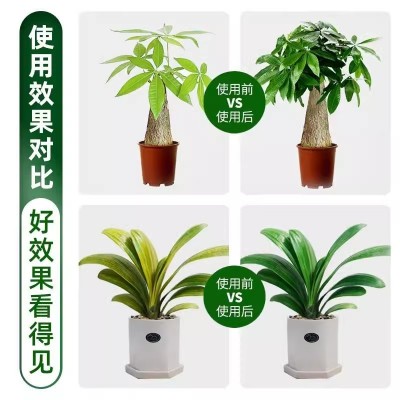 批发植物叶面肥营养液38m水培巴西木富贵竹花卉盆栽肥料生根壮苗图2