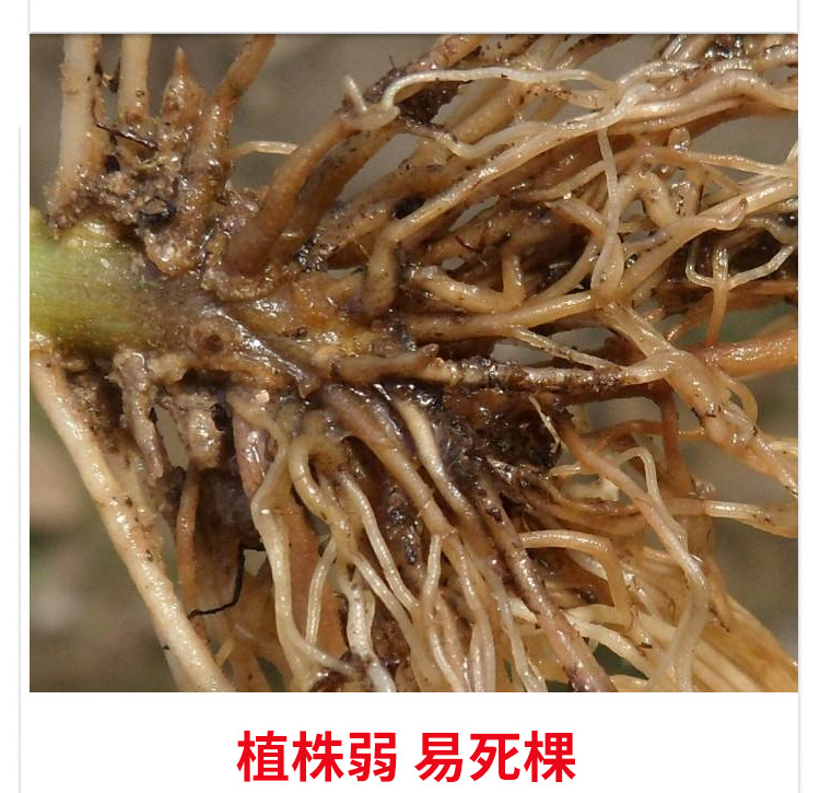 矿源黄腐酸钾_05.jpg