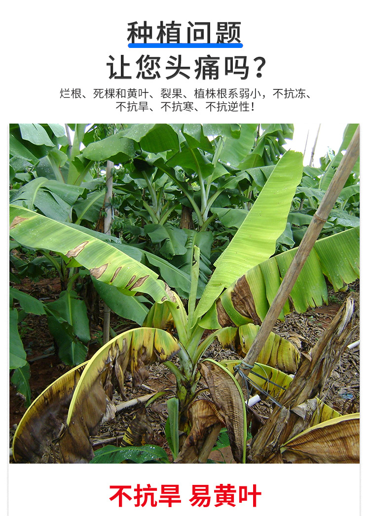 矿源黄腐酸钾_02.jpg