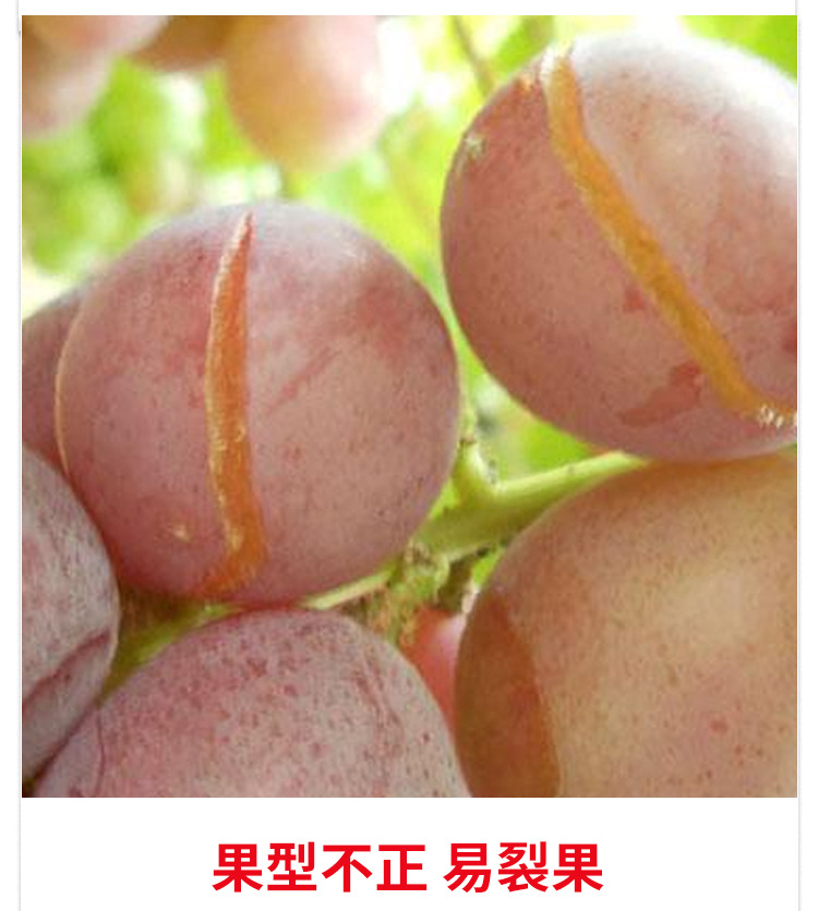 矿源黄腐酸钾_03.jpg