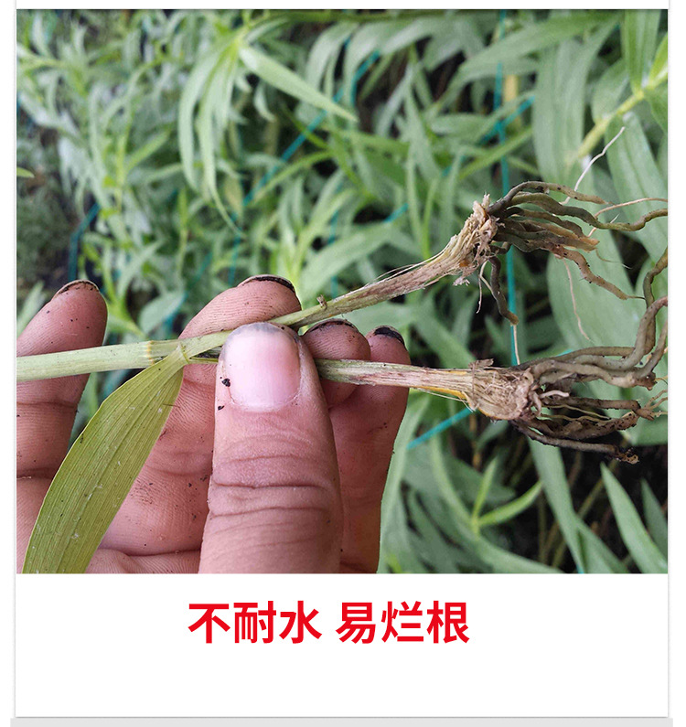 甲壳素海藻精钾_07.jpg