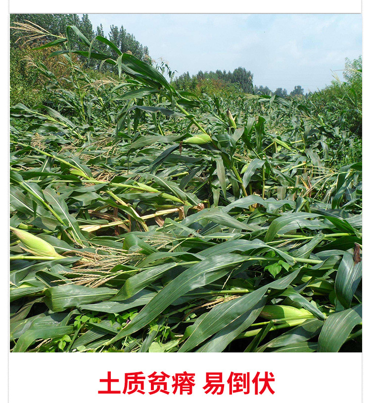 矿源黄腐酸钾_05.jpg