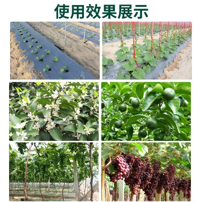 均衡型水溶性肥料大量元素含氮磷钾矿源均衡型果树蔬菜叶面冲施肥图3
