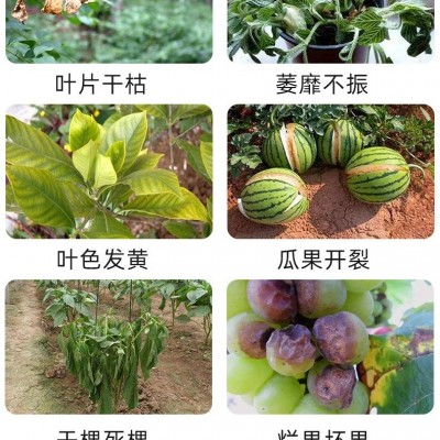 甲壳素鱼蛋白海藻精钾水溶肥冲施肥果树蔬菜通用型微生物菌肥图2