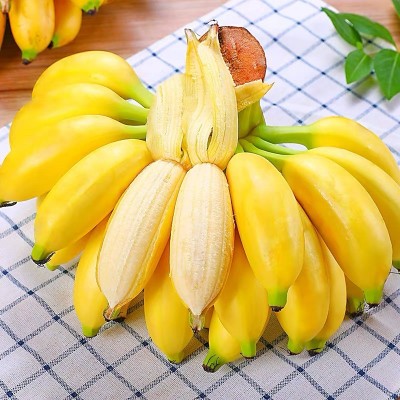 正宗苹果蕉大果 香蕉新鲜5斤自然熟当季整箱水果粉蕉小米芭蕉香焦图3