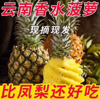 云南香水菠萝现摘现发新鲜应季水果酸甜软糯多汁非凤梨 水果批发图2