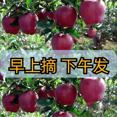 蛇果甘肃天水花牛新鲜当季水果红整箱粉面平果3、5、10斤包邮代发图4