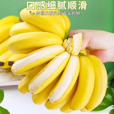 云南威廉斯精品香蕉农家现摘当季无公害新鲜水果5斤包邮自提图4