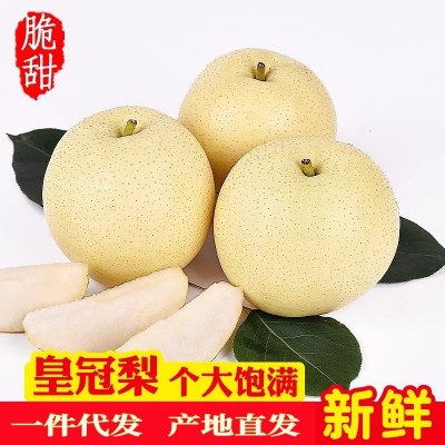 河北皇冠梨白梨子5斤整箱包邮新鲜梨子水果脆甜当季雪梨一件代发图3