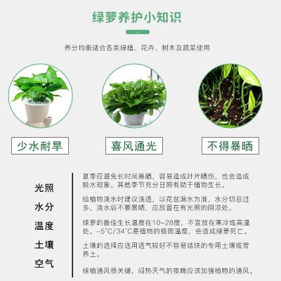 绿萝专用肥肥料花肥有机肥开花生根缓释颗粒肥花卉绿植物营养肥料图4