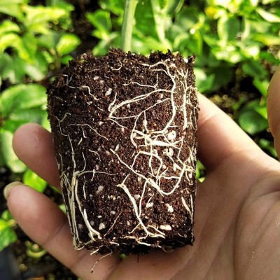 【下单送肥】通用型栽培基质育苗家庭园艺蔬菜花卉阳台营养土批发图2