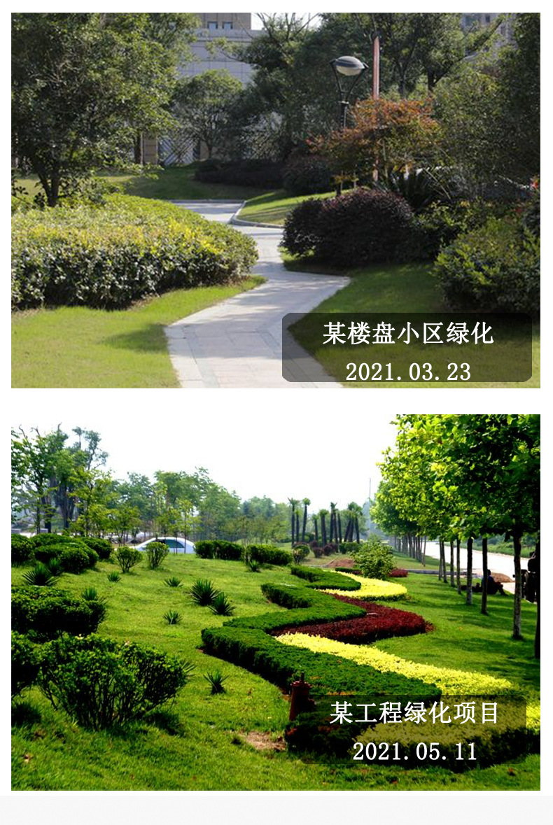 黄包_11.jpg