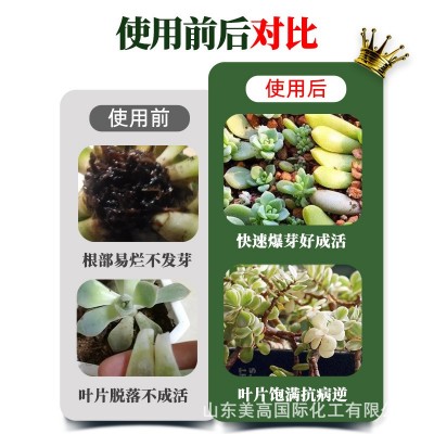 支持代发 多肉矮胖素 爆芽素优芽素营养液 有机肥控释肥 缓释肥图3