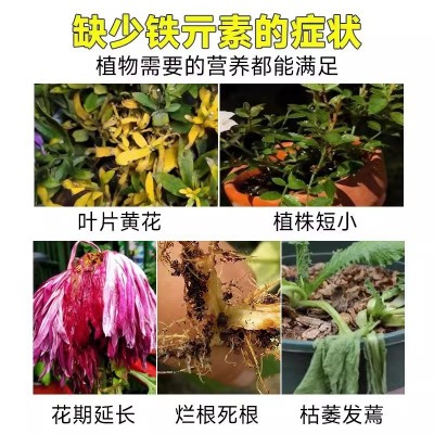 硫酸亚铁花肥料栀子花茶花杜鹃月季防黄叶盆栽营养土壤调酸水溶肥图4