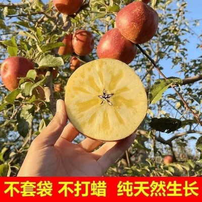 云南昭通丑苹果代发5/10斤大果新鲜水果现摘甜脆多汁冰糖心红平果图2