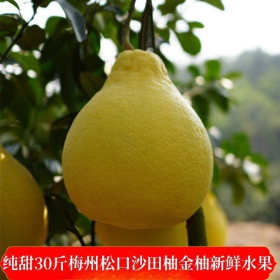 纯甜广东梅州沙田柚正宗梅县金柚客家特产新鲜水果特产冰糖柚西柚图5