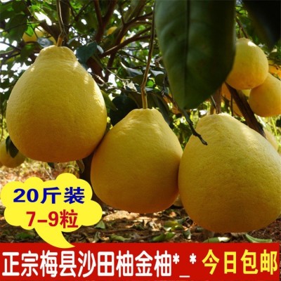 正宗梅州沙田柚梅县金柚子大果新鲜水果客家特产冰糖柚容县西柚图2