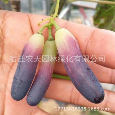 妮娜皇后葡萄树苗特大嫁接果苗爬藤盆栽果树庭院地栽南北方耐寒图5