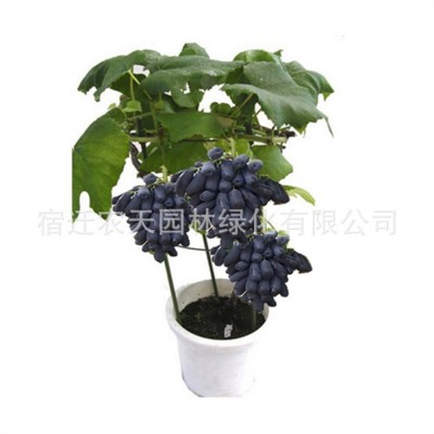 妮娜皇后葡萄树苗特大嫁接果苗爬藤盆栽果树庭院地栽南北方耐寒图3