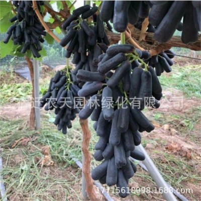 妮娜皇后葡萄树苗特大嫁接果苗爬藤盆栽果树庭院地栽南北方耐寒图2
