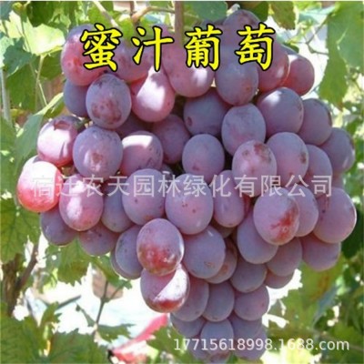 摩尔多瓦黑芭拉多巨峰葡萄 夏黑葡萄 无籽特大当年结果南种植爬藤图3