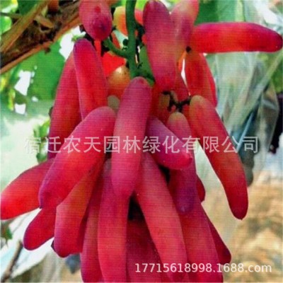 摩尔多瓦黑芭拉多巨峰葡萄 夏黑葡萄 无籽特大当年结果南种植爬藤图4