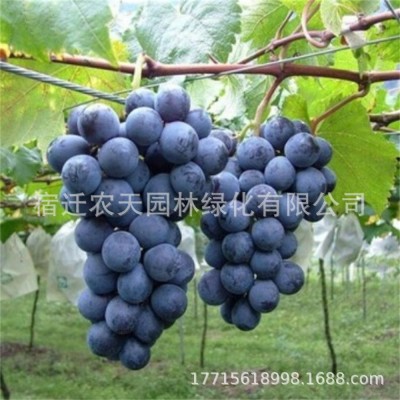 巨峰藤念地栽爬藤北方庭院葡萄当年种植结果南北方盆栽果树苗树苗图2