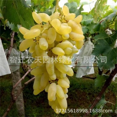 巨峰藤念地栽爬藤北方庭院葡萄当年种植结果南北方盆栽果树苗树苗图2