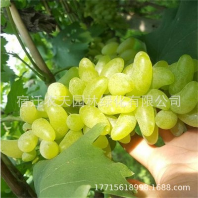 巨峰藤念地栽爬藤北方庭院葡萄当年种植结果南北方盆栽果树苗树苗图3