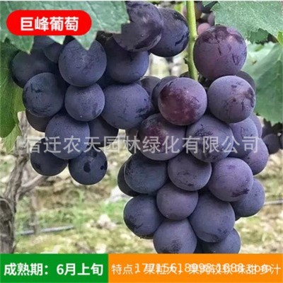 巨峰藤念地栽爬藤北方庭院葡萄当年种植结果南北方盆栽果树苗树苗图5