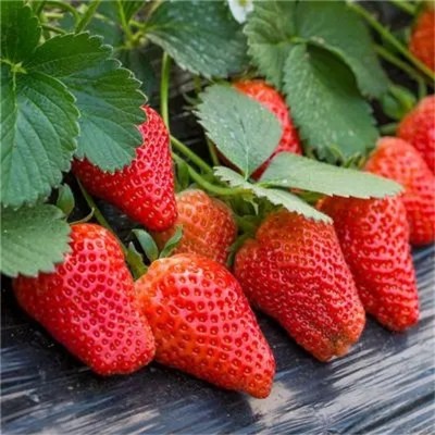 草莓种籽子水果苗四季结果水果盆栽植物花种子籽子奶油超甜种植图4