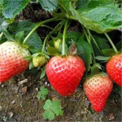 草莓种籽子水果苗四季结果水果盆栽植物花种子籽子奶油超甜种植图3
