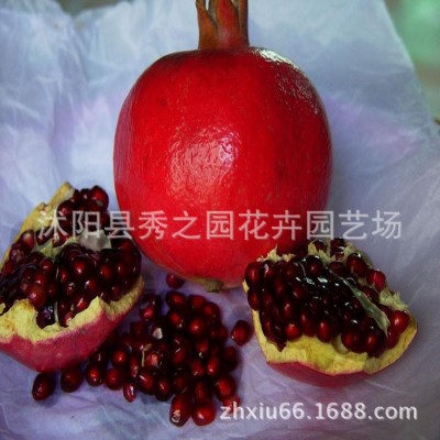 批发果树苗木结果大甜石榴多种规格石榴树苗基地发货水果大树盆栽图2