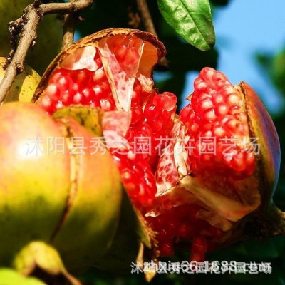 批发果树苗木结果大甜石榴多种规格石榴树苗基地发货水果大树盆栽图4