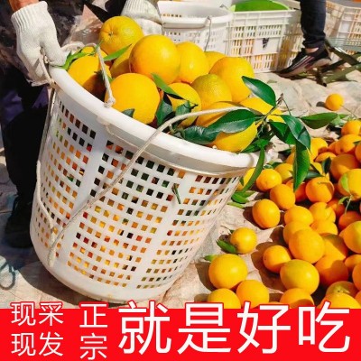 【产地直播发货】正宗赣南脐橙应季新鲜橙子水果10斤整箱批发价图2