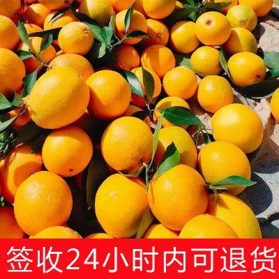 回头客多【产地直发】正宗赣南脐橙应季新鲜水果10斤整箱批发价图3