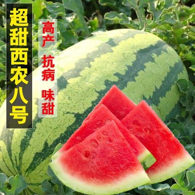 西农八号西瓜种子 超甜高产巨型特大少籽懒汉瓜西瓜种籽水果种子图2